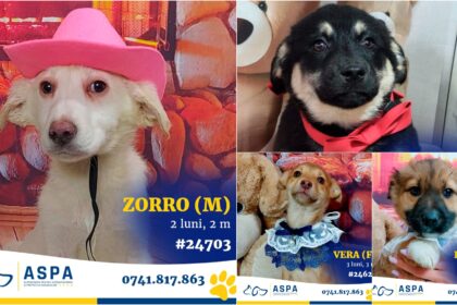 foto f09f9095 zorro si gasca vor fi la primul targ de adoptii aspa din 2026 sambata 10 catelusi frumosi vor veni la veranda mall 6981d4d5039cd