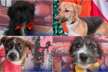 foto rocky si gasca de catei vin la un nou targ de adoptii aspa sa si gaseasca familii 15 blanosi ne asteapta sambata la animax vulcan 6996ec8f5f90e