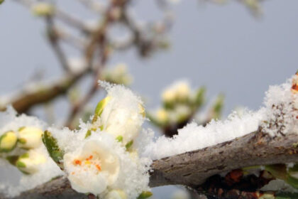 guvernul acorda sprijin financiar de urgenta pomicultorilor afectati de inghetul tarziu din primavara lui 2025 6984ad91ee5ef