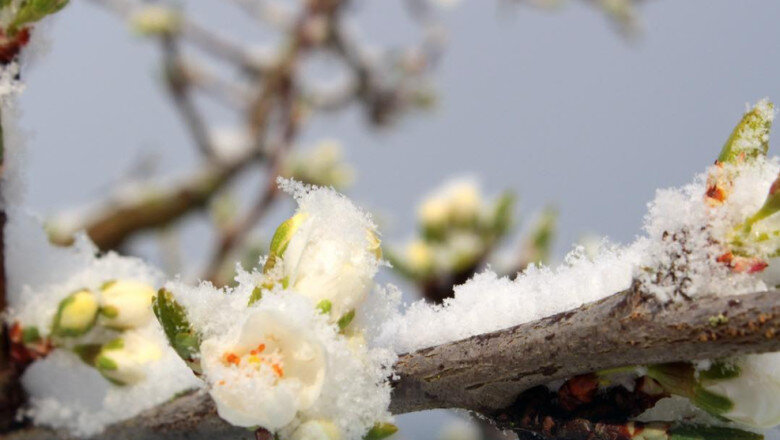 guvernul acorda sprijin financiar de urgenta pomicultorilor afectati de inghetul tarziu din primavara lui 2025 6984ad91ee5ef