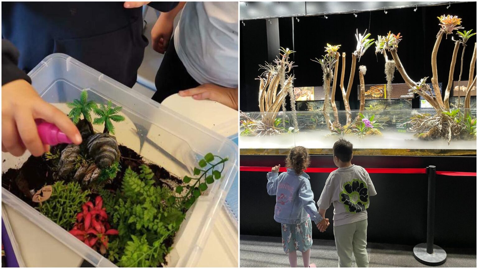 martisor cu lipici la plante reptiland bucuresti organizeaza ateliere speciale de teraristica pe 1 si 8 martie 698f2a49bcb84