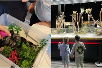 martisor cu lipici la plante reptiland bucuresti organizeaza ateliere speciale de teraristica pe 1 si 8 martie 698f2a49bcb84