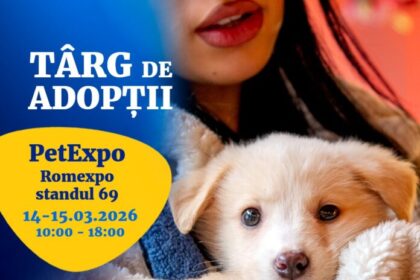 nou targ de adoptii organizat de aspa intre 14 si 15 martie 69a141a446ee2