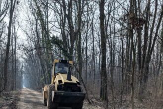 peste 19 000 de semnaturi pentru o petitie care cere instituirea regimului de arie protejata in padurea baneasa 69901a927cff3