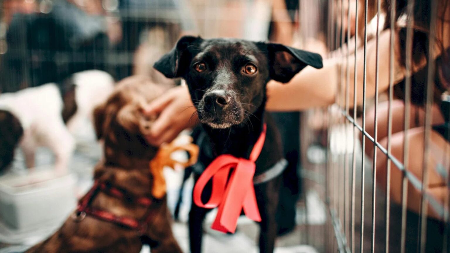 prima editie tocanita pentru bobita din 2026 este in weekend f09f90b6 evenimentul are loc la adapostul speranta cu invitatul special artistul haddaway 699c675689f21