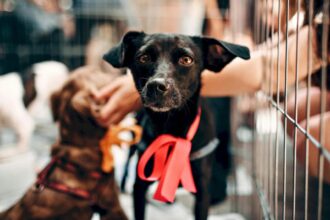 prima editie tocanita pentru bobita din 2026 este in weekend f09f90b6 evenimentul are loc la adapostul speranta cu invitatul special artistul haddaway 699c675689f21