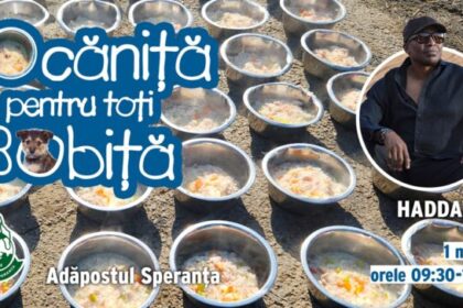 prima vedeta internationala la tocanita pentru toti bobita haddaway gateste pentru cainii de la adapostul speranta 699ecb24f34eb