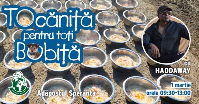 prima vedeta internationala la tocanita pentru toti bobita haddaway gateste pentru cainii de la adapostul speranta 699ecb24f34eb