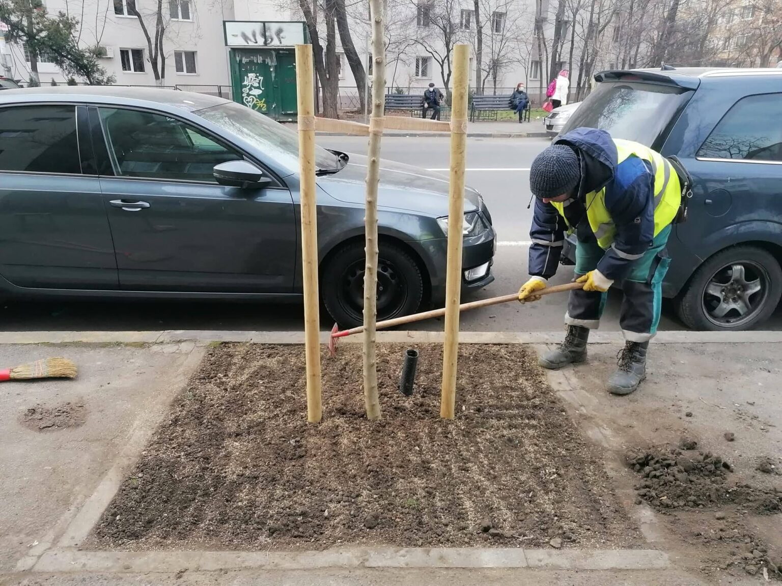 primaria sectorului 6 continua sa inverzeasca orasul zeci de strazi primesc noi arbori in plina iarna 698499adeb5d3