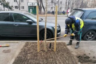 primaria sectorului 6 continua sa inverzeasca orasul zeci de strazi primesc noi arbori in plina iarna 698499adeb5d3