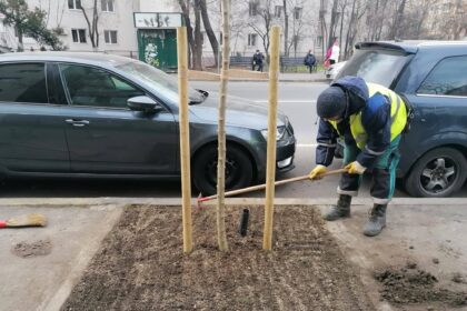 primaria sectorului 6 continua sa inverzeasca orasul zeci de strazi primesc noi arbori in plina iarna 698499adeb5d3