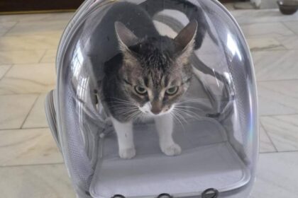 primaria sectorului 6 face un apel la cetateni sa nu ii mai fie furata pisica 697f1836184fc