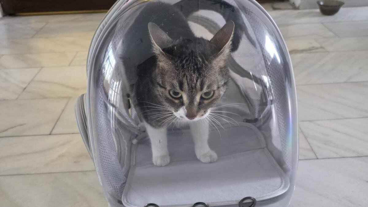 primaria sectorului 6 face un apel la cetateni sa nu ii mai fie furata pisica 697f1836184fc