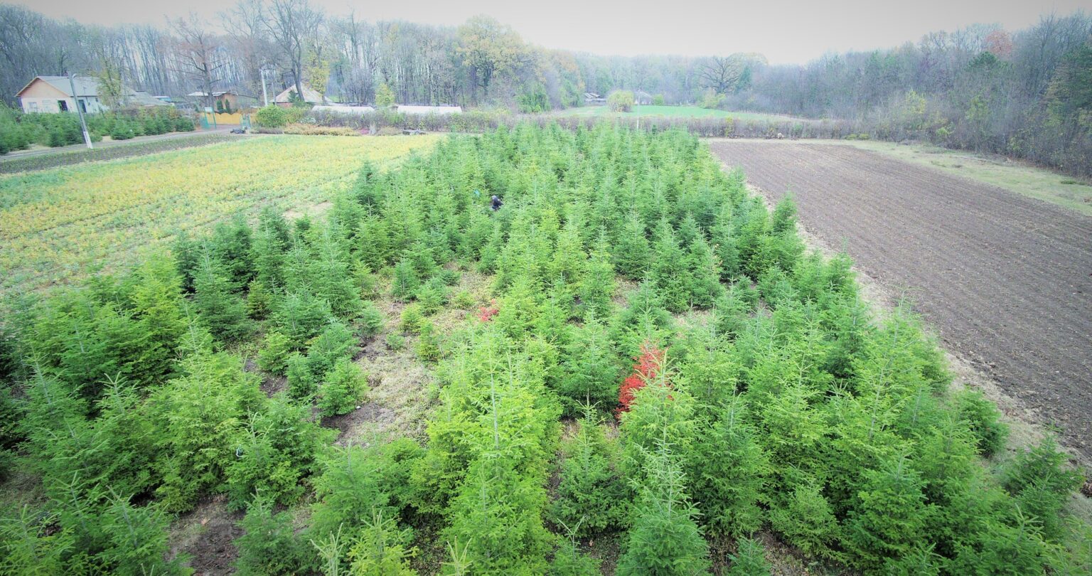 romsilva castiga in instanta peste 43 000 de hectare de padure evaluate la 300 de milioane de euro 698b04ac14ba6