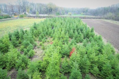 romsilva castiga in instanta peste 43 000 de hectare de padure evaluate la 300 de milioane de euro 698b04ac14ba6