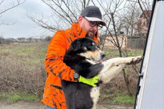 sterilizari gratuite pentru caini in ilfov program actualizat in magurele ciorogarla si popesti leordeni 698485bac1f4b