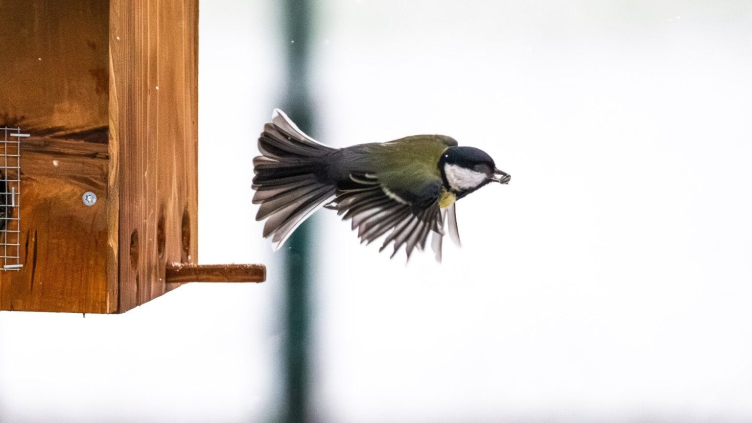 tur ornitologic ghidat in parcul tineretului in weekend bucurestenii vor descoperii ce pasari ierneaza in oras 6983931c52565