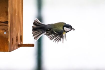 tur ornitologic ghidat in parcul tineretului in weekend bucurestenii vor descoperii ce pasari ierneaza in oras 6983931c52565