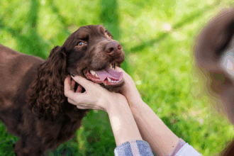 4 din 5 caini de peste 3 ani au probleme dentare un nou instrument digital ii poate ajuta pe stapani sa le depisteze mai devreme 69bd0ac25c3f5