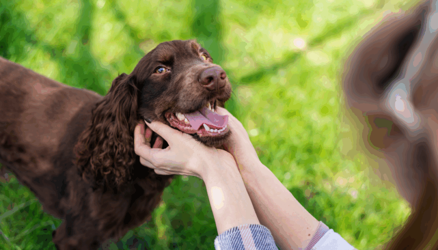 4 din 5 caini de peste 3 ani au probleme dentare un nou instrument digital ii poate ajuta pe stapani sa le depisteze mai devreme 69bd0ac25c3f5