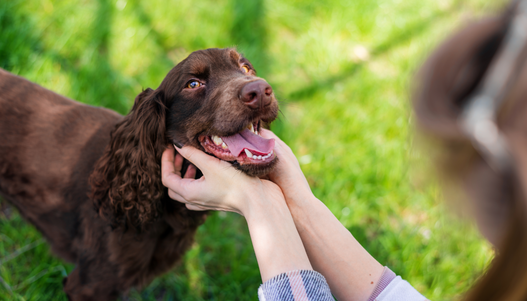 4 din 5 caini de peste 3 ani au probleme dentare un nou instrument digital ii poate ajuta pe stapani sa le depisteze mai devreme 69bd0ac25c3f5
