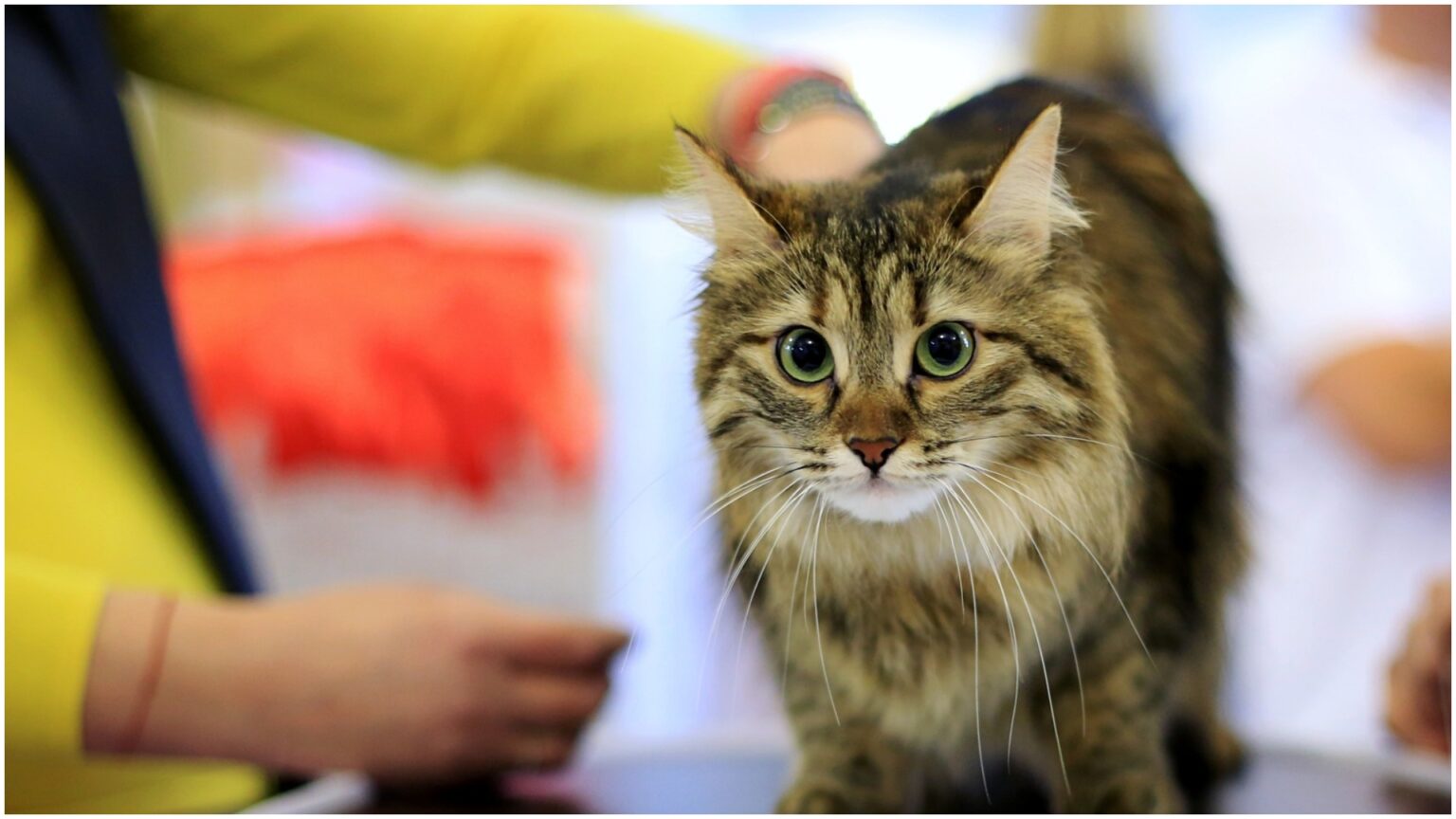 elita felina se reuneste la sofisticat pe 21 si 22 martie f09f9088 reginele frumusetii promit un spectacol al elegantei pisicesti la sala palatului 69aed7a26f056