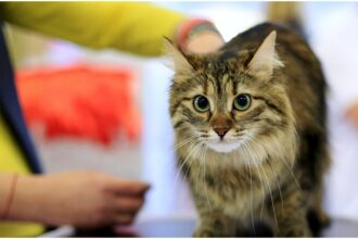 elita felina se reuneste la sofisticat pe 21 si 22 martie f09f9088 reginele frumusetii promit un spectacol al elegantei pisicesti la sala palatului 69aed7a26f056