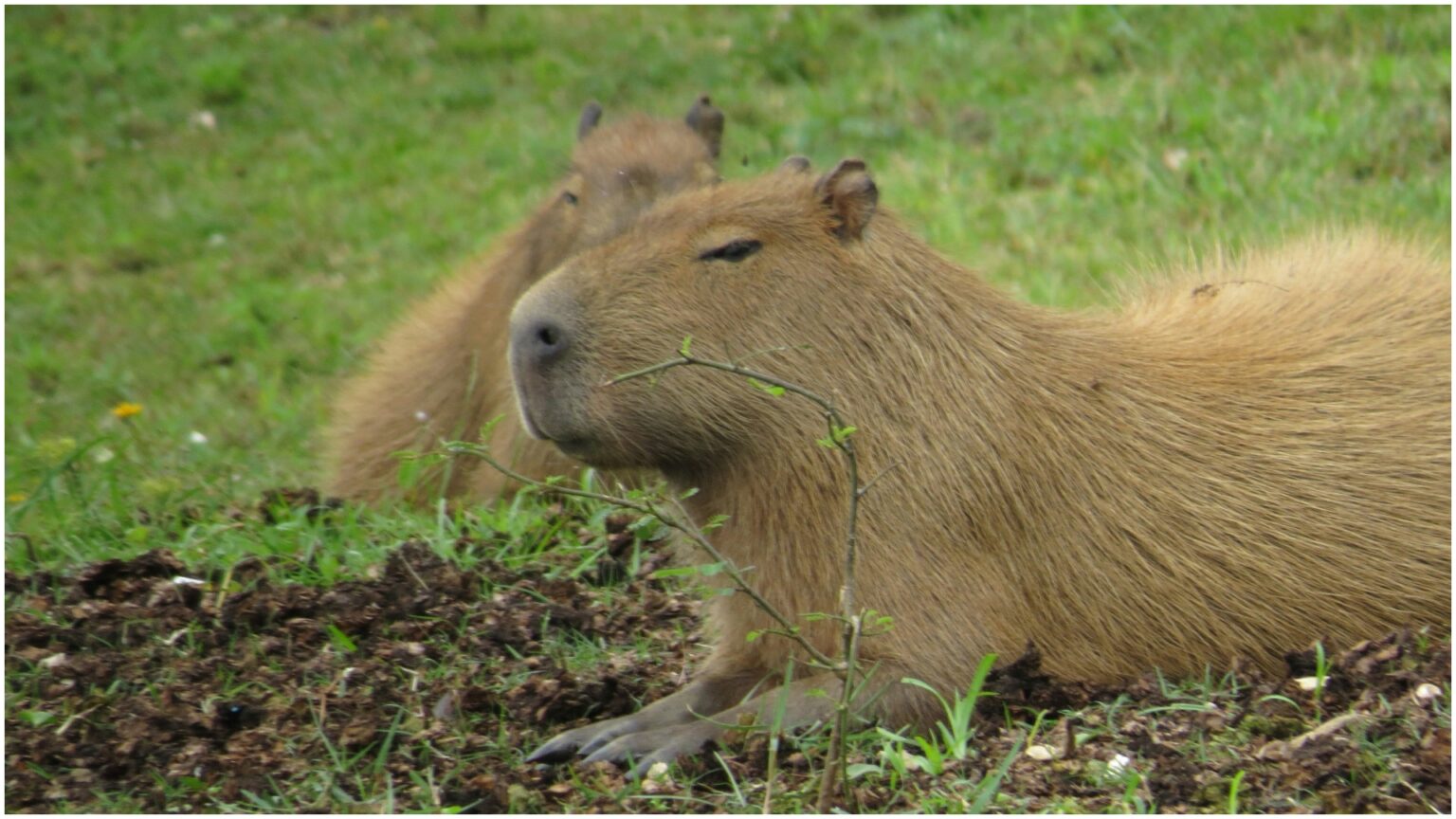 expeditie in jungla sud americana din inima bucurestiului muzeul antipa organizeaza un atelier de science craft pentru copii care vor descoperi secretele capibarei 69bbad8a3be17