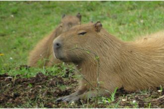 expeditie in jungla sud americana din inima bucurestiului muzeul antipa organizeaza un atelier de science craft pentru copii care vor descoperi secretele capibarei 69bbad8a3be17