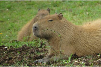 expeditie in jungla sud americana din inima bucurestiului muzeul antipa organizeaza un atelier de science craft pentru copii care vor descoperi secretele capibarei 69bbad8a3be17