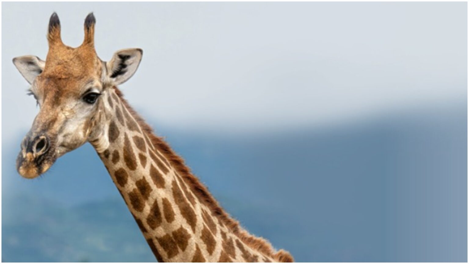 expeditie printre petele de camuflaj ale africii f09fa692 muzeul antipa organizeaza un atelier pentru copii despre girafe pe 21 martie 69a81966b3e40