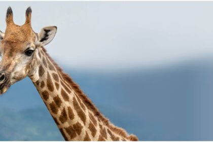 expeditie printre petele de camuflaj ale africii f09fa692 muzeul antipa organizeaza un atelier pentru copii despre girafe pe 21 martie 69a81966b3e40