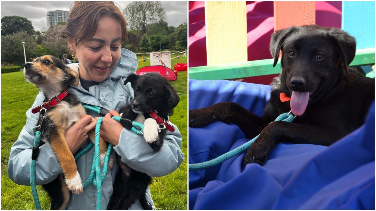 foto aspa da startul targurilor de adoptii in aer liber sambata catelusii ii asteapta pe bucuresteni cu mic cu mare in parcul circului 69cba8947bb4a 1