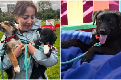 foto aspa da startul targurilor de adoptii in aer liber sambata catelusii ii asteapta pe bucuresteni cu mic cu mare in parcul circului 69cba8947bb4a 1