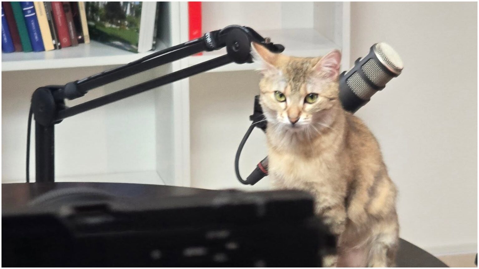 foto ciucu vrea sa si lanseze podcast deocamdata e doar work in progress tinta e sa ajunga in top 20 pe romania nu ma pricep sa ma scalambai pe tiktok 69b450cb958e9