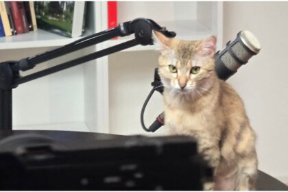 foto ciucu vrea sa si lanseze podcast deocamdata e doar work in progress tinta e sa ajunga in top 20 pe romania nu ma pricep sa ma scalambai pe tiktok 69b450cb958e9