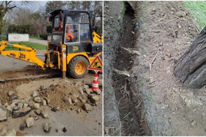 foto dezastru in parcul carol unde o firma a sapat un sant in aleea betonata si pe spatiul verde si a taiat radacinile mai multor copaci pmb anunta amenzi uriase 69bcee40e9130