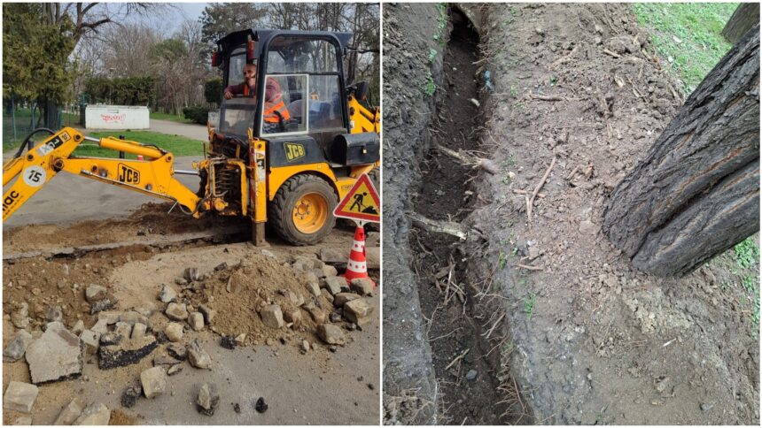 foto dezastru in parcul carol unde o firma a sapat un sant in aleea betonata si pe spatiul verde si a taiat radacinile mai multor copaci pmb anunta amenzi uriase 69bcee40e9130