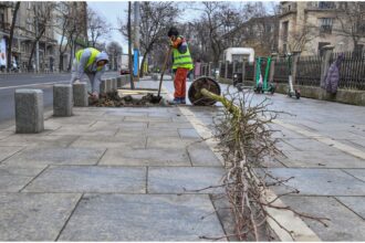 foto f09f8cb3 peste 20 de copaci au fost plantati azi in centrul bucurestiului primaria capitalei anunta urmatoarele zone unde se vor face plantari 69b29bd25b737