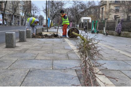 foto f09f8cb3 peste 20 de copaci au fost plantati azi in centrul bucurestiului primaria capitalei anunta urmatoarele zone unde se vor face plantari 69b29bd25b737