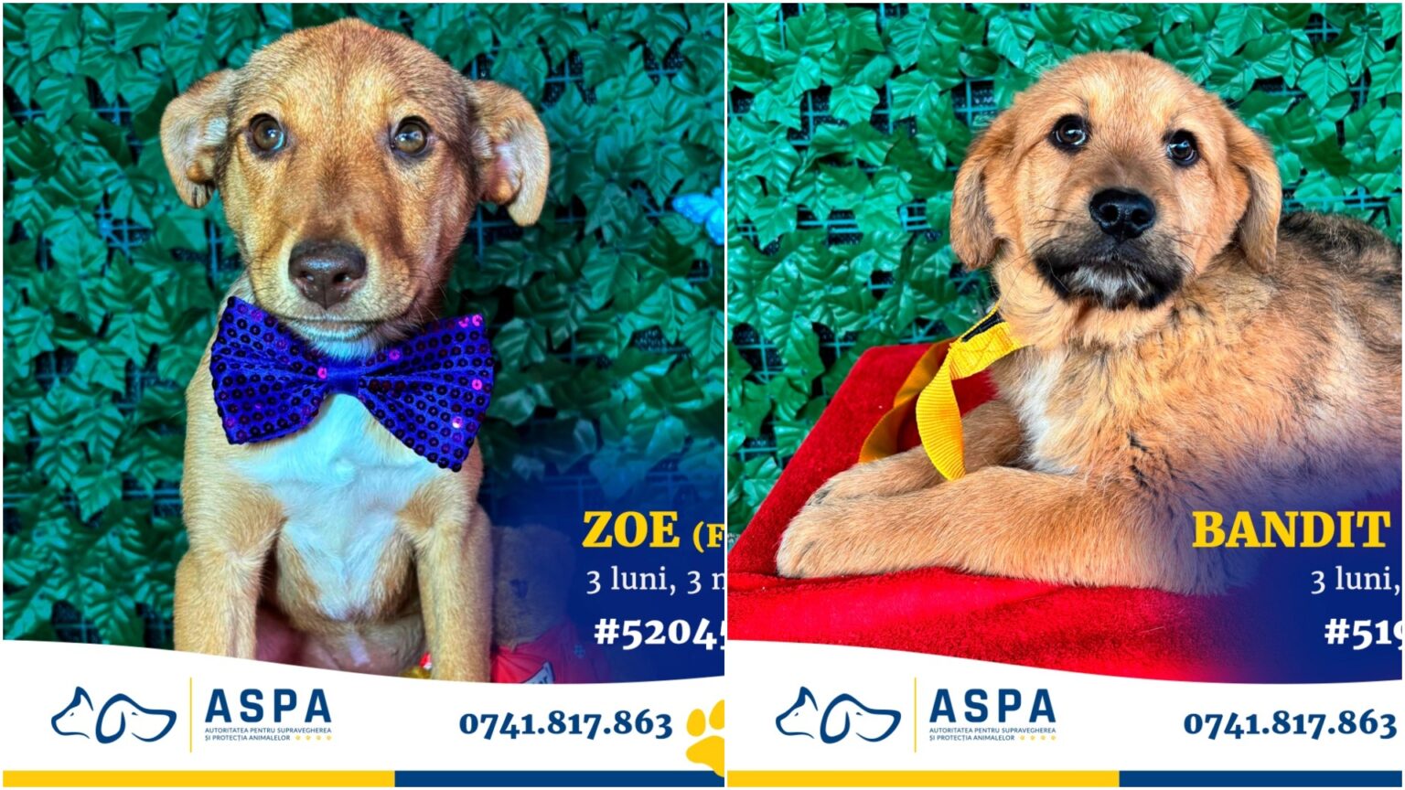 foto f09f9095 bruno si gasca vor fi la un nou targ de adoptii aspa sambata 15 catelusi vor veni la maxi pet mihai bravu 69c4038211cd1