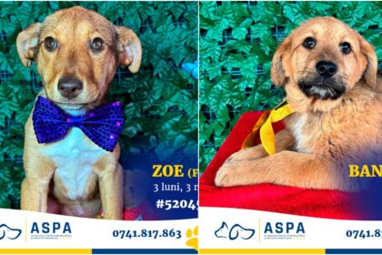 foto f09f9095 bruno si gasca vor fi la un nou targ de adoptii aspa sambata 15 catelusi vor veni la maxi pet mihai bravu 69c4038211cd1