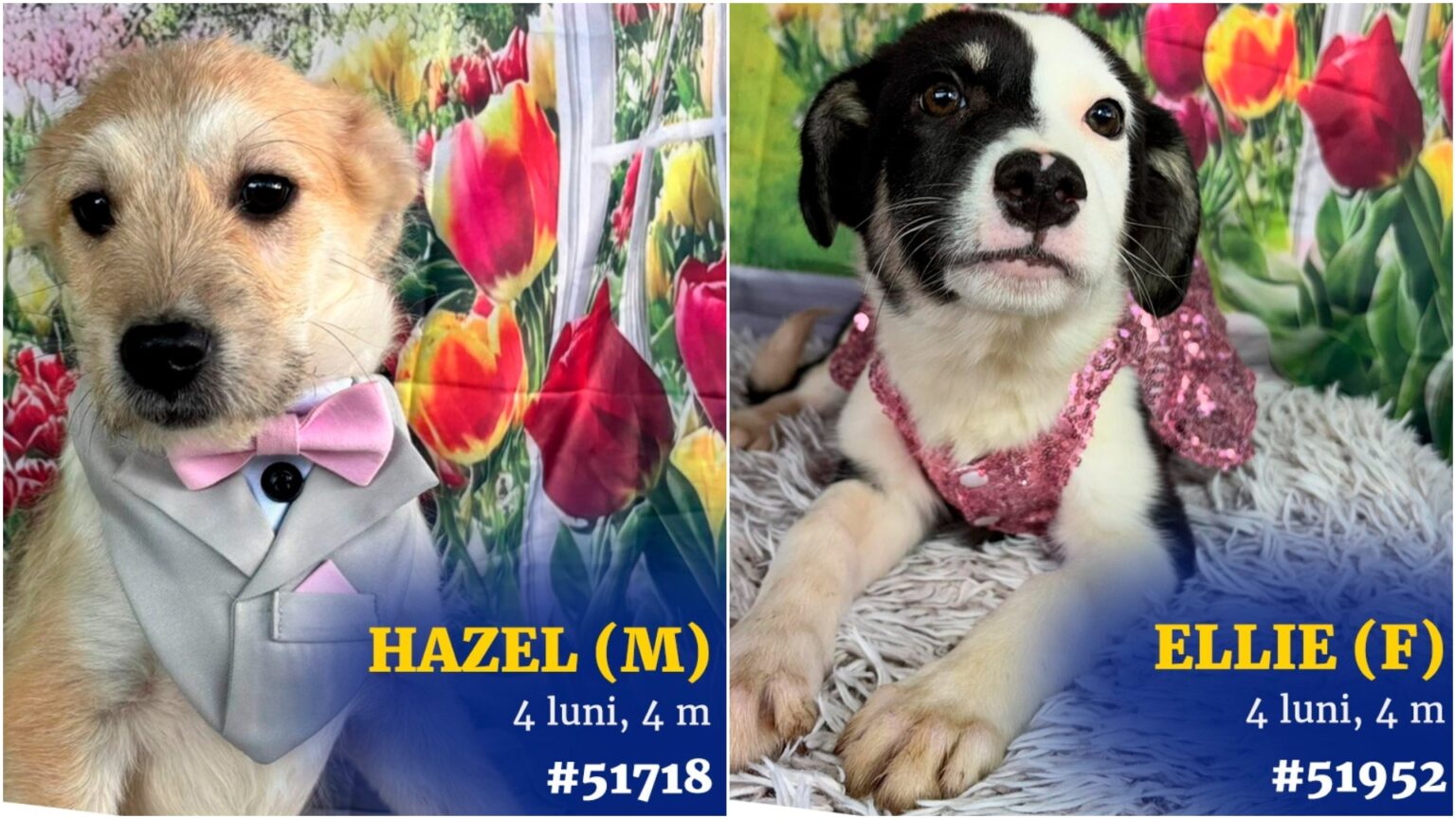foto hazzel ellie si inca 18 blanosi asteapta bucuresteni iubitori de catei la romexpo targul de adoptii aspa din weekend in cadrul petexpo 69affa7355f38