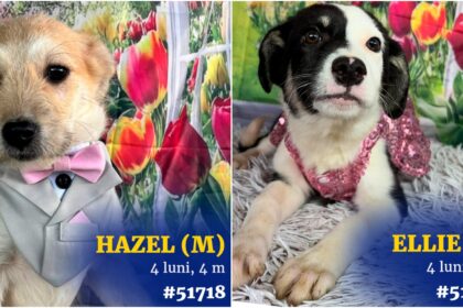 foto hazzel ellie si inca 18 blanosi asteapta bucuresteni iubitori de catei la romexpo targul de adoptii aspa din weekend in cadrul petexpo 69affa7355f38