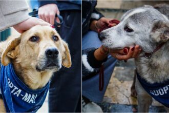 foto kronos scooby silver si sonia vin la petexpo ca poate printre vizitatori se afla si viitorii lor stapani catelusii de la adapostul odai vor fi la romexpo in weekend 69b417dd650af