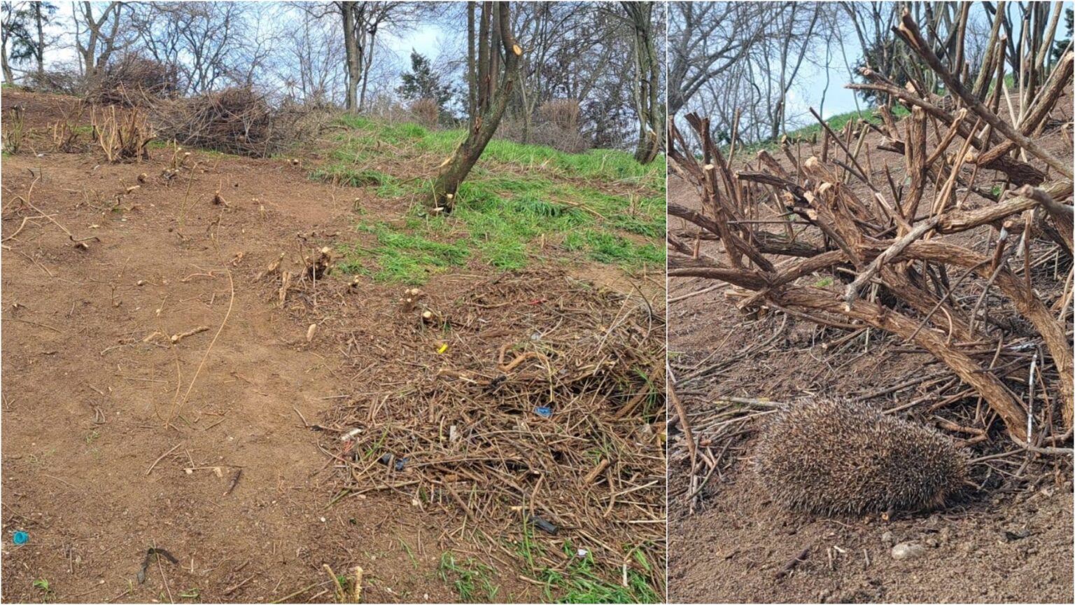 foto petitie pentru oprirea interventiilor distructive din parcurile administrate de pmb in tineretului s au taiat foarte multi copaci si s au folosit utilaje grele 69c5433606343