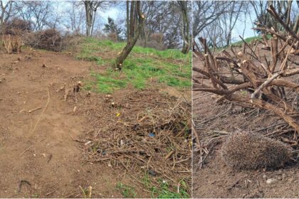 foto petitie pentru oprirea interventiilor distructive din parcurile administrate de pmb in tineretului s au taiat foarte multi copaci si s au folosit utilaje grele 69c5433606343