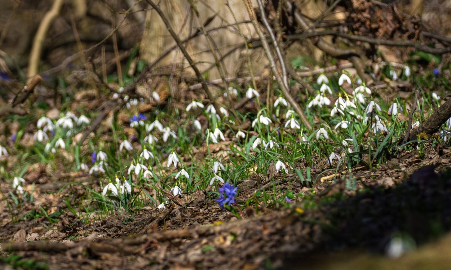 foto primavara a ajuns in padurea baneasa pasarile canta si veveritele sar prin copaci intre timp oamenii taie lemn in nestire si pregatesc betonul 69ad71f0c7fa1
