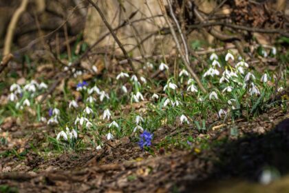 foto primavara a ajuns in padurea baneasa pasarile canta si veveritele sar prin copaci intre timp oamenii taie lemn in nestire si pregatesc betonul 69ad71f0c7fa1