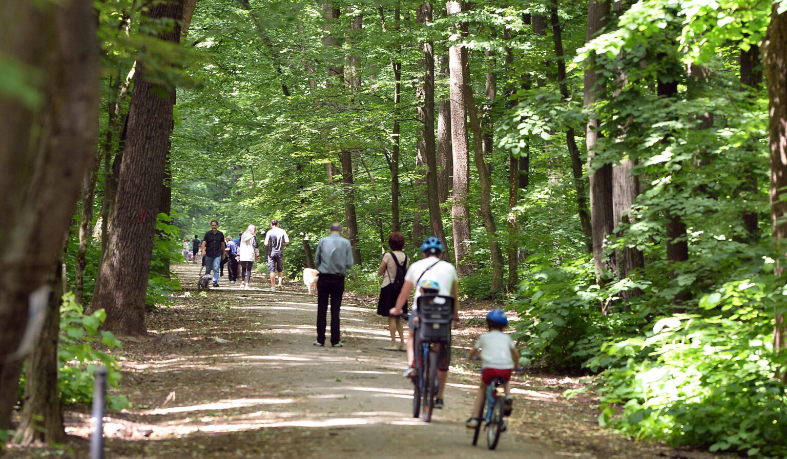 padurea baneasa arie protejata inca o promisiune din partea autoritatilor buzoianu cand vom avea toate documentele ministerul mediului va face acest pas 69bec1fa1791c